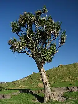 A tree with long curving branches which has round sections of spiky leaves and clumps of white flowers