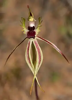 Inverted orchid with a maroon lip and long narrow green tepals with central maroon stripe