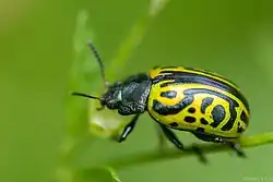 Calligrapha mexicana, México