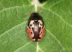 Calligrapha rhoda, Massachusetts