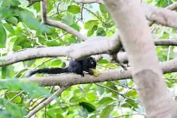 C. f. germaini on Côn Đảo, Vietnam