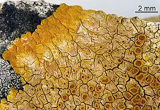 brownish-orange crust-like growth on a rock, with some darker-shaded circular discs present on the crust surface