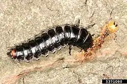 Calosoma sycophanta larva eating a Lymantria dispar larva