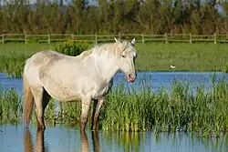a grey horse standing in shallow water