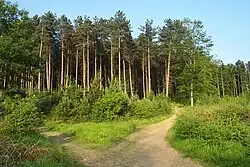 Cannock Chase