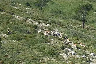 Spanish Ibex at Ports de Tortosa Beseit