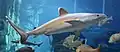 Silvertip shark (Carcharhinus albimarginatus)