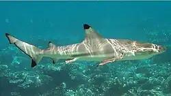 Blacktip reef shark (Carcharhinus melanopterus)