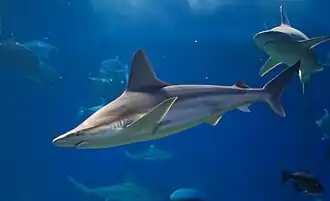Sandbar shark (Carcharhinus plumbeus).