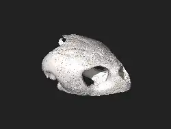 3d model of the skull