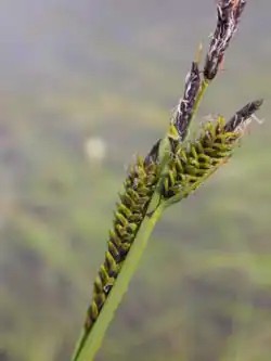 Carex nigra