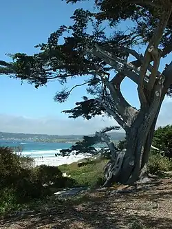 Carmel-by-the-Sea - Beach scene