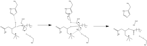 An arrow-pushing mechanism for the action of carnitine palmitoyltransferase.