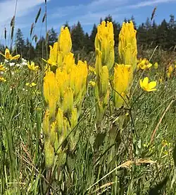 The yellow bracts of Castilleja levisecta press tight against the stem.