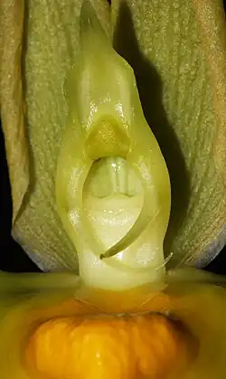 Close up of the column