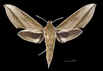Cechenena minor ♀