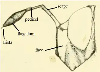 Sphiximorph type antennae