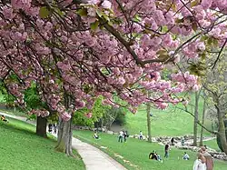 Flowering cherry trees
