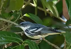Cerulean warbler (Setophaga cerulea) male