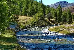 A weathered tree in Cervières