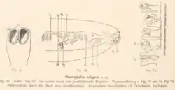 Chaetophallus setigera