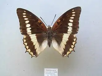 C. l. intermedius - female