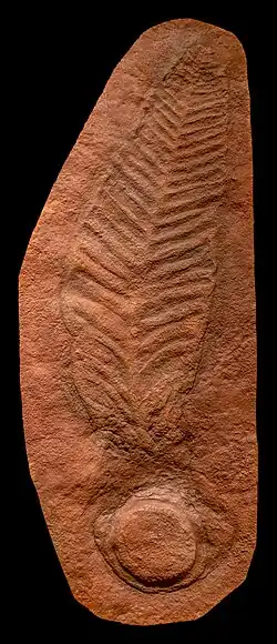 Genus Arborea (originally Charniodiscus)