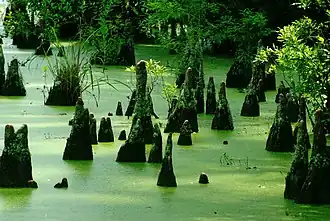 Cypress Knees