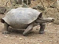 Tortoise of the chathamensis subspecies has a slightly saddle-shaped shell.
