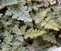 Small triangular greenish-gray fern fronds divided into beadlike segments with whitish hairs growing on them