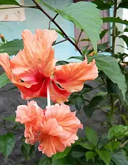 Hibiscus 'Orange El Capitolio'