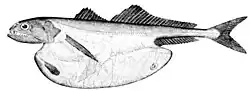 The black swallower, with its distensible stomach, is notable for its ability to swallow, whole, bony fishes ten times its mass.[62][63]