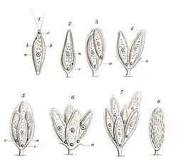 Illustrations of Chlorangiella pygmaea