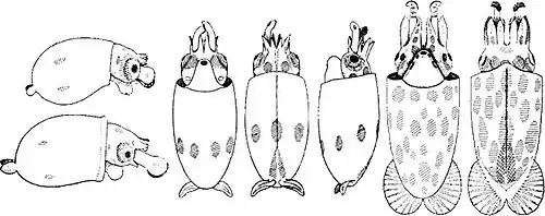 Chtenopteryx sicula paralarvae. Left: Two very young paralarvae. The circular tentacular clubs bear approximately 20 irregularly arranged suckers. Two chromatophores are present on each side of the mantle. Centre: Ventral, dorsal and side views of a more advanced paralarva. An equatorial circulet of seven large yellow-brown chromatophores is present on the mantle. Posteriorly the expanded vanes of the gladius are visible in the dorsal view. Right: Ventral and dorsal views of a very advanced paralarva.