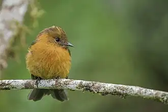 Cinnamon flycatcher (Pyrrhomyias cinnamomeus pyrrhopterus) San Isidro.jpg