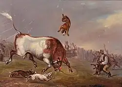 Bull-baiting with dogs, 19th century