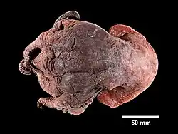 Photo of a dead, reddish octopus on a black background. The octopus is between 150 and 200 mm long.