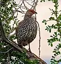 On a perch in Kidepo Valley National Park