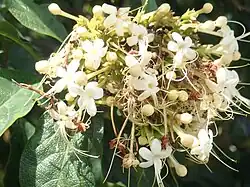 In flower at Royal Botanic Garden, Sydney, NSW