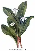 Watercolor painting of Clintonia uniflora, by Mary Vaux Walcott