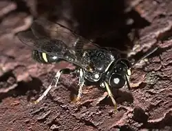 Clitemnestra bipunctata