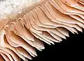 Close-up cross section of mushroom gills
