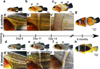 Diagram of clownfish juvenile development