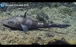 Gray fish with pointed snout and seven vertical dark stripes resting on sea floor, photo labeled Okeanos Explorer 2016 with NOAA logo