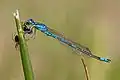 Coenagrion scitulum