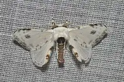 a moth with white wings that have brown splotches on them, as well as a brown abdomen