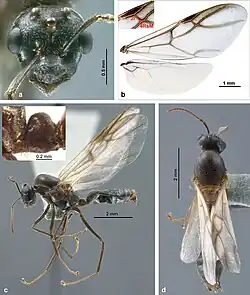 Colobopsis explodens male. (a) full-face view, (b) wings (c) lateral view, (d) dorsal view