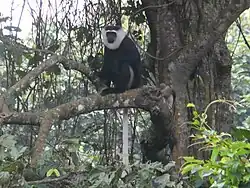 Black-and-white monkey