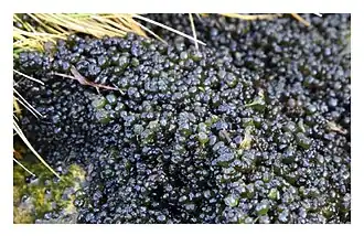 Colonial cyanobacteria Stratonostoc