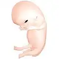 Embryo at 8 weeks after fertilization[21]